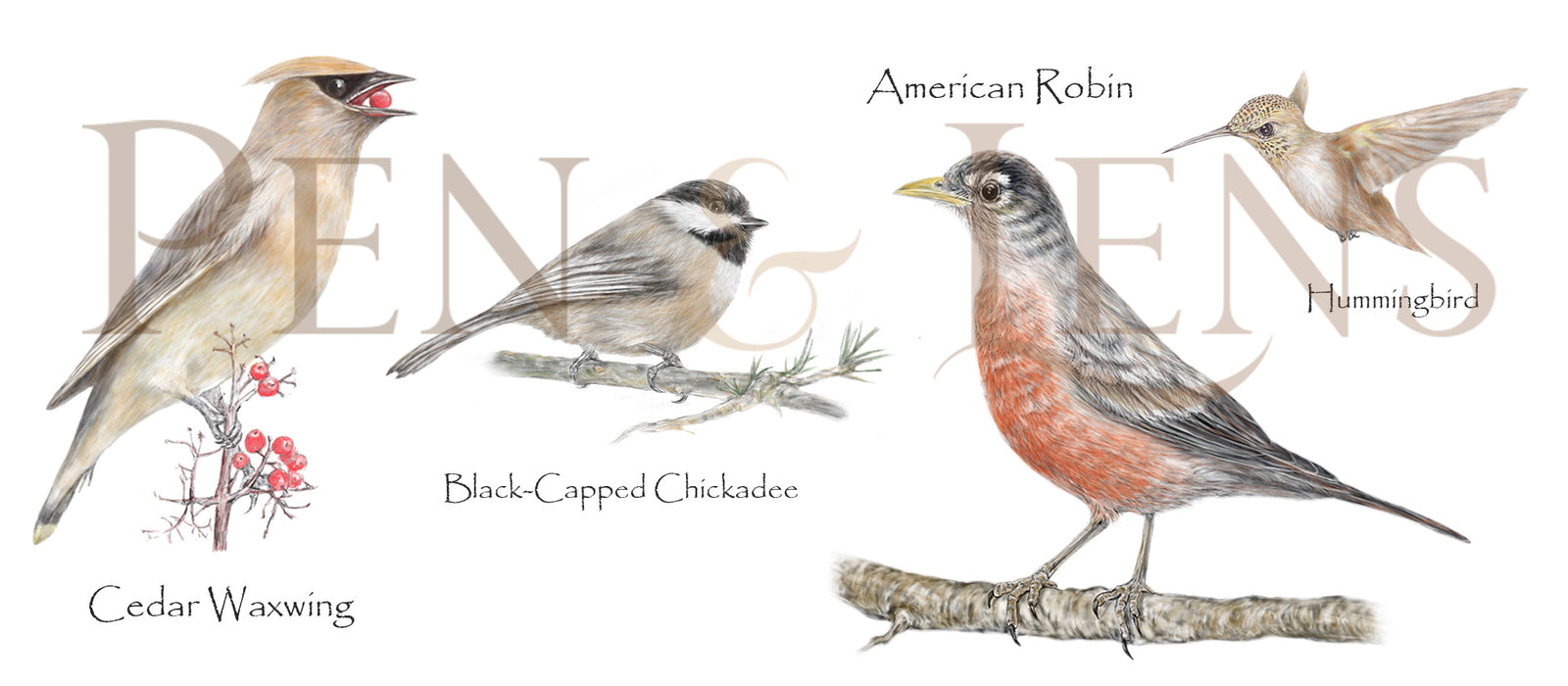 Wild Bird Waxwing-Chickadee-Robin-Hummingbird Mug